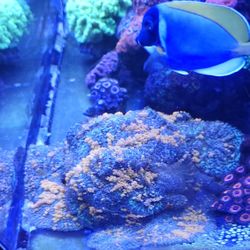 Decoration Sunky Mushrooms Colony Fake