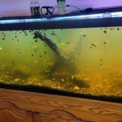 125 Gallon Fish Tank 