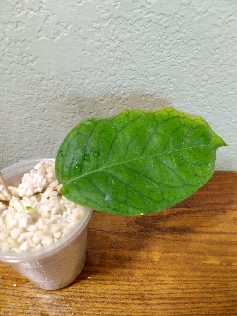 Hoya patcharawalai