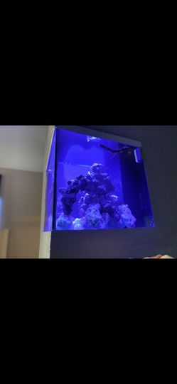 100 Gallon Salt Water Reef Tank