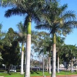 Royal Palm Trees