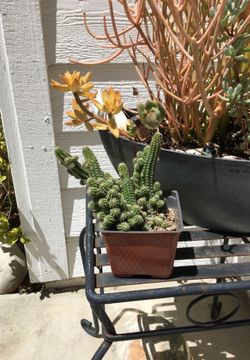 UNIQUE PEANUT SUCCULENT