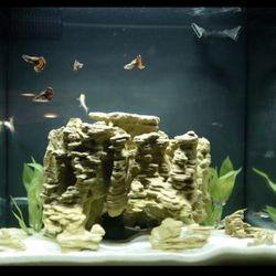 Fish Tank Rocks 