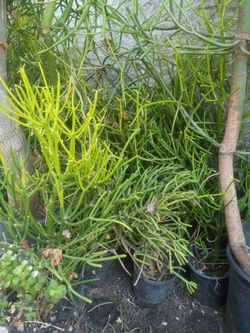 Plantas para decorar tengo varios tamaños