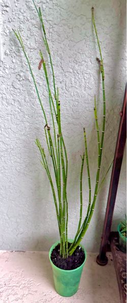 Horsetail  plant