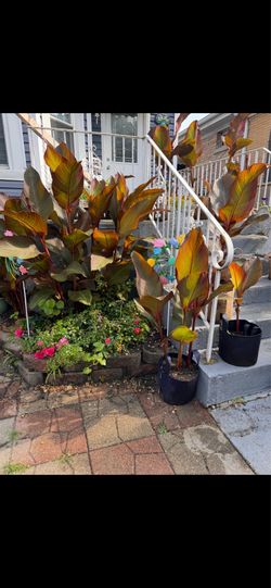 Plantas ,  plant canna indica