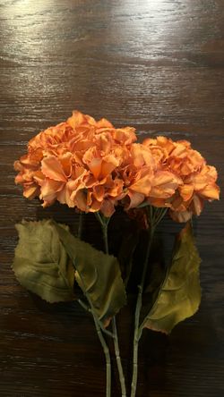 Orange Hydrangeas 