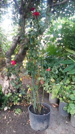 Planta de rosas rojas 6 pies de alta