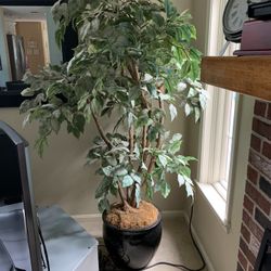 Decorative Ficus Flora Tree White Birch Artificial Plant 6'