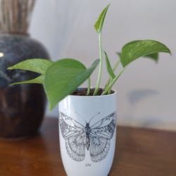 Pothos Plant - Butterfly Planter