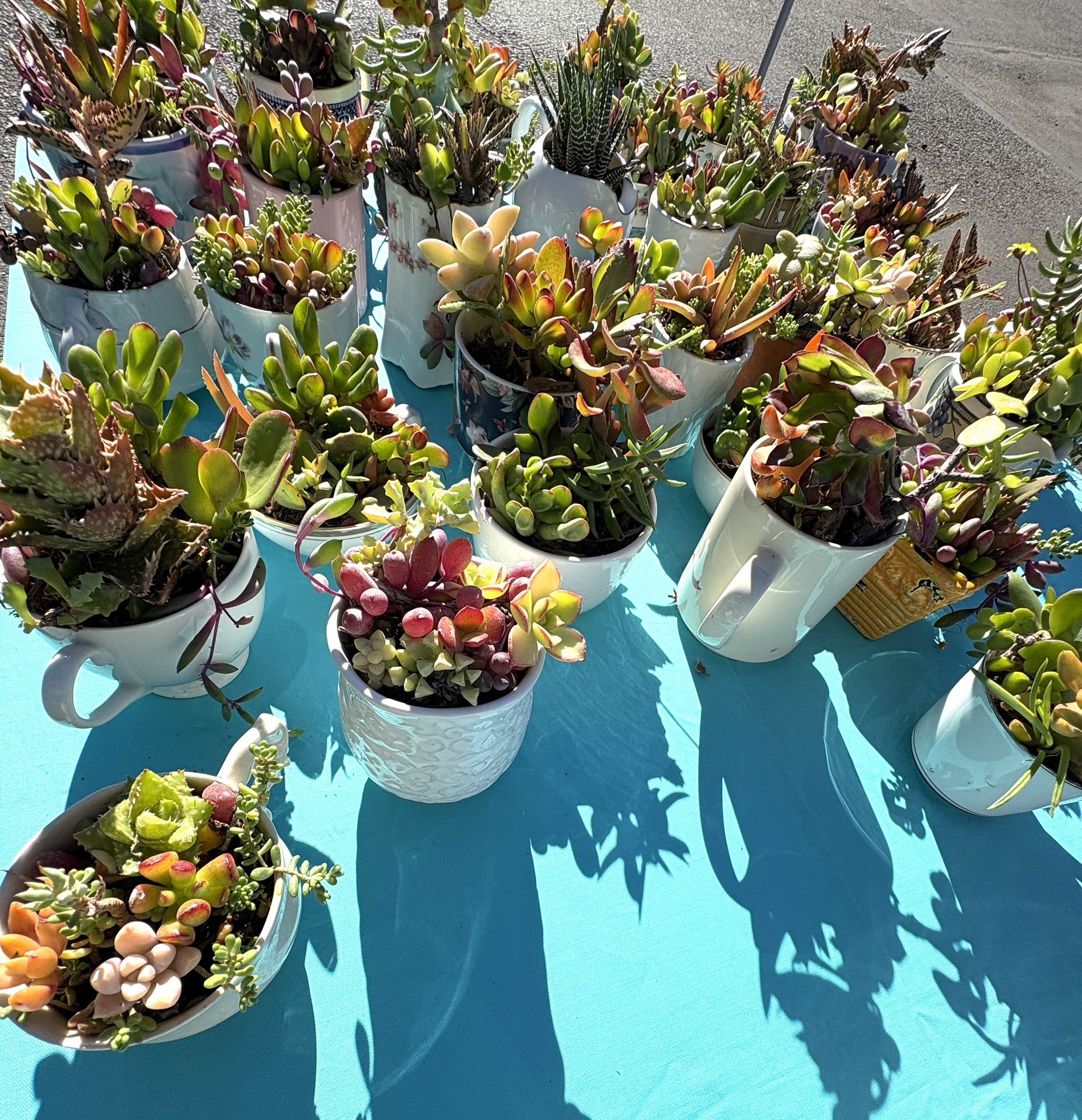 Succulent Arrangements