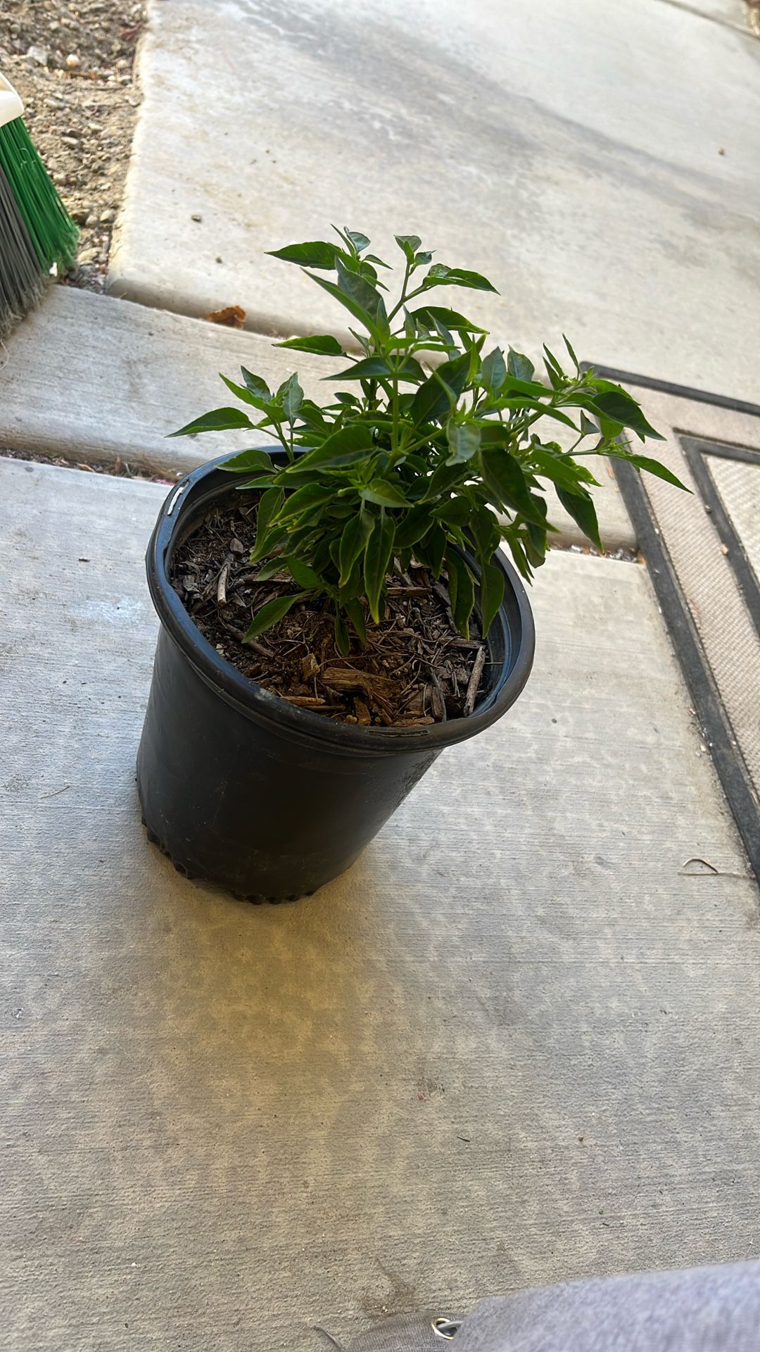 chiltepin pepper One Left