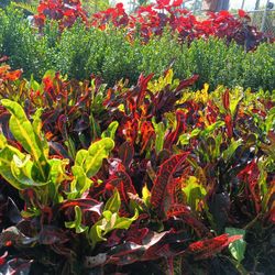 Beautiful Croton Privacy Hedge Plants 🌿🌿$6