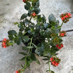 HERMOSAS PLANTAS NATURALES “KALANCHOE PLANT 