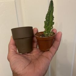 30 Cents Each | Cutest Teeny Tiny Clay Pots | Cache Pots