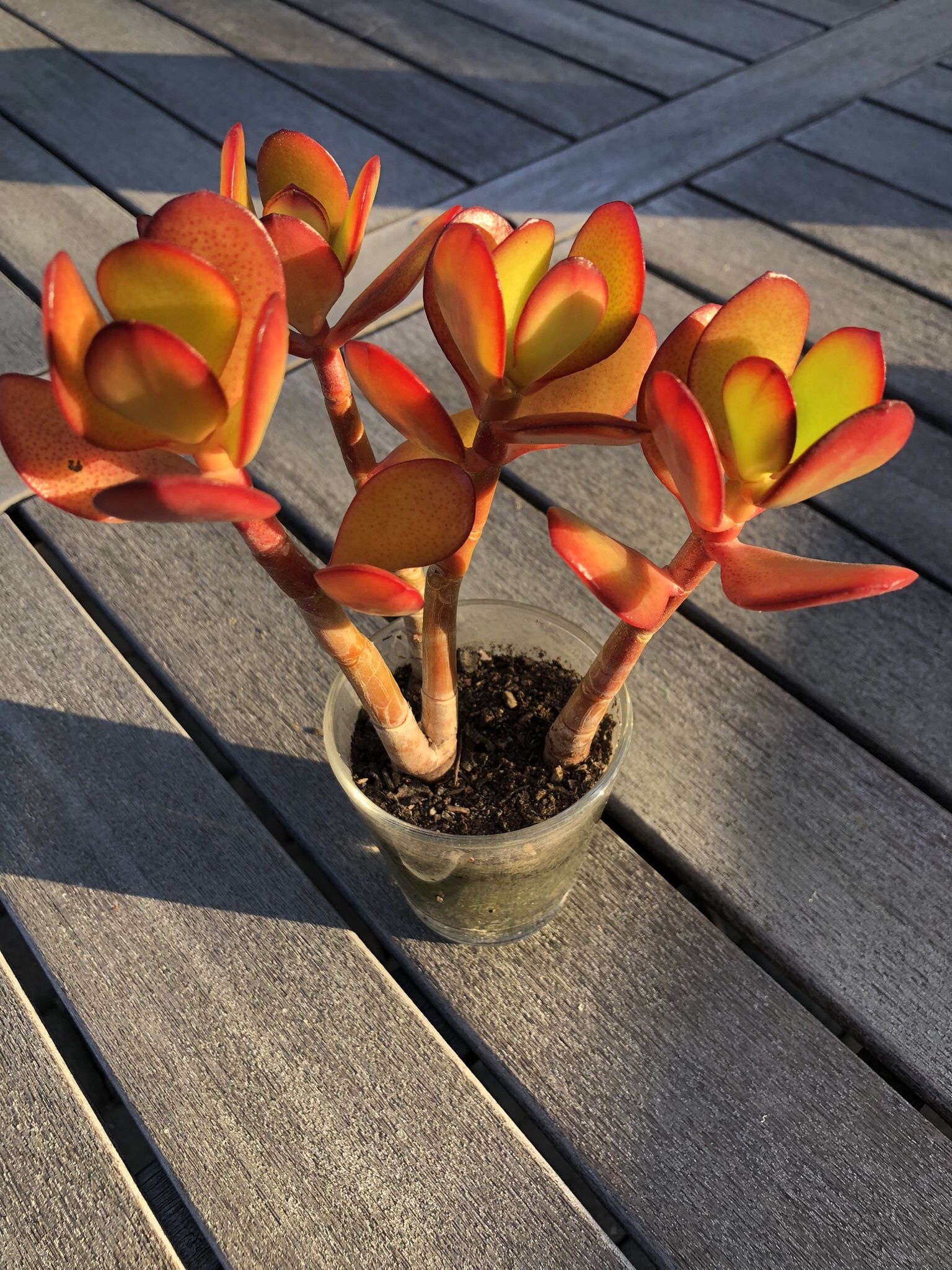 Jade Succulent Plant In 3” Glass Pot