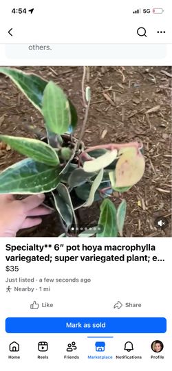 Hoya Macrophylla variegated, 95820