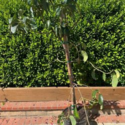 Grafted organic Stewart Avocado Tree - 8-9 Ft Flowering Specimen Upgrade your home orchard with this premium Stewart Avocado tree. Known as a top-tier