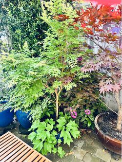 6 foot tall, coral bark Japanese maple in a ceramic pot
