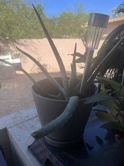 Aloe Vera 