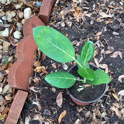 Ficus Audrey Plant 