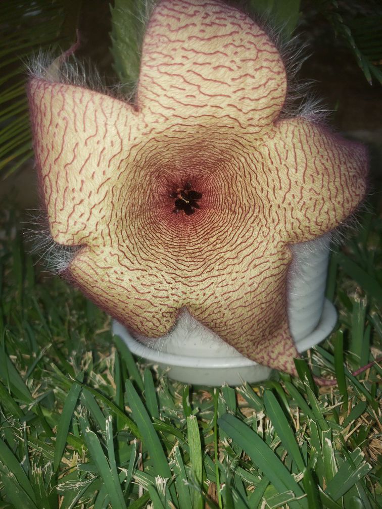 Stapelia Gigantea succulent, starfish plant, today's flower