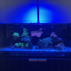 Nuvo Aquarium 30 Gallon 