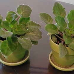 African Violets
