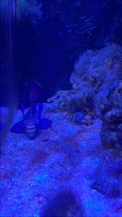 Free fish Dragonet