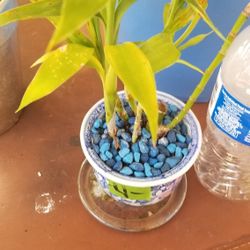 Tiny porcelain with live bamboo $4.00