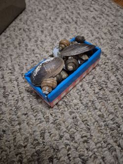 Small Seashells Collection 2