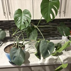 Monstera Plant