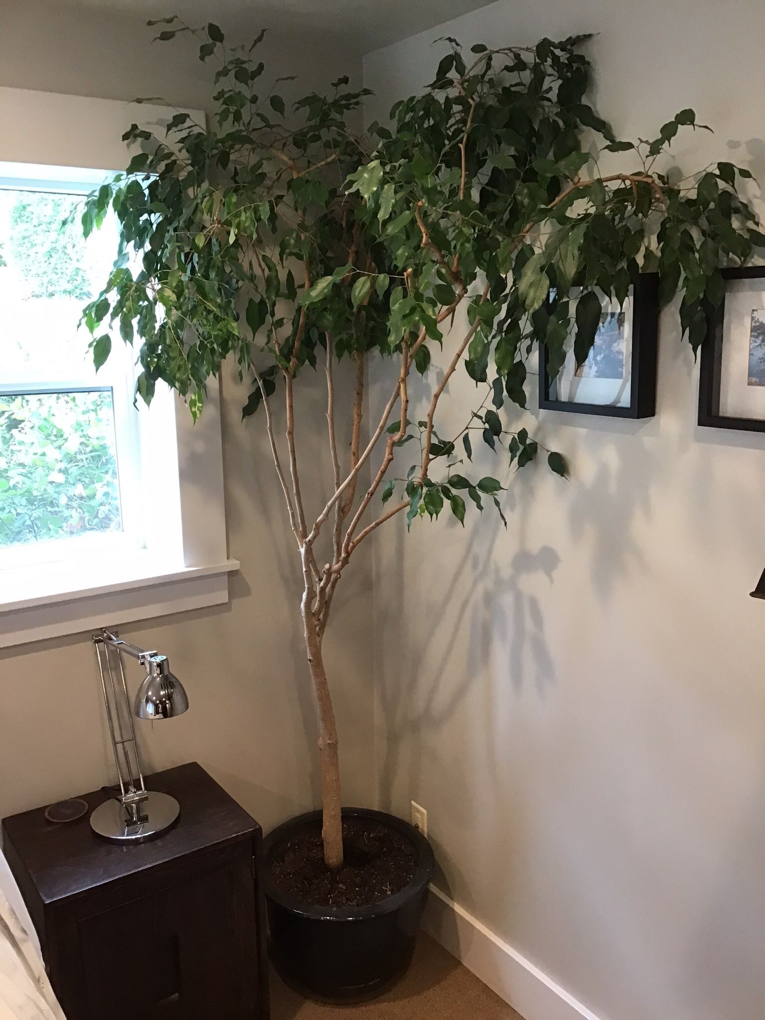 Pair Of Living Indoor Ficus Trees In Pots