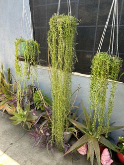 Succulents delfín 🐬 Xgrande con colgadera de macramé