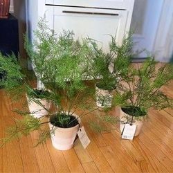 18.5" x 22" Faux Fern Potted Plant - Hearth & Hand™ with Magnolia 