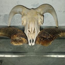 Ram Skull - for home decor