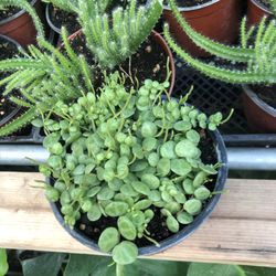 String Of Turtle Plant 6in Pot