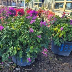 BOUNGAVILLA 25 GALLONS 