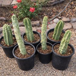 TOTEM POLE CACTUS(5gallon)
