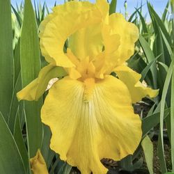 Flowers Iris Bulbs Yellow