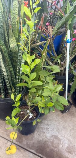 Eureka lemon