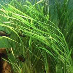 Jungle Vallisneria