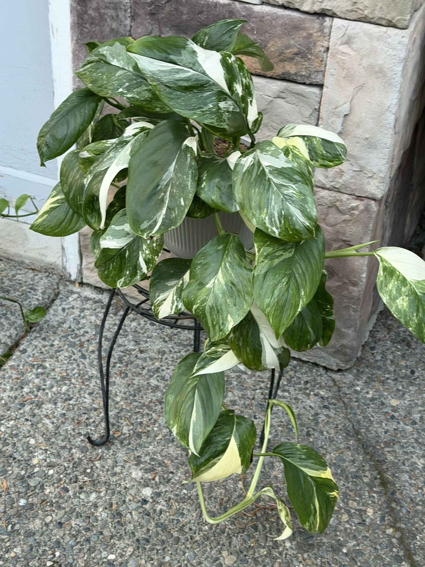 Rare Variegated Monstera Lechleriana Plant