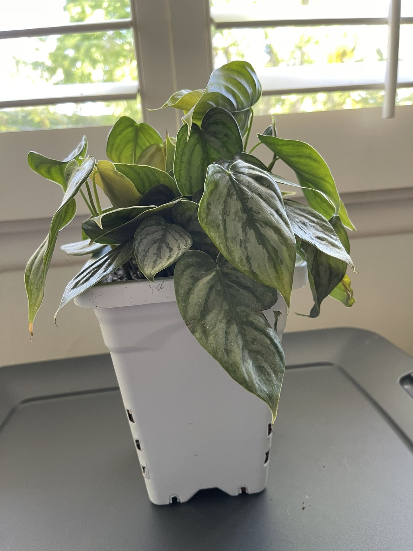 Philodendron brandtianum