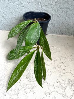 Hoya pubicalyx  splash  plant