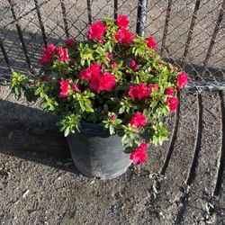 Red Azelea