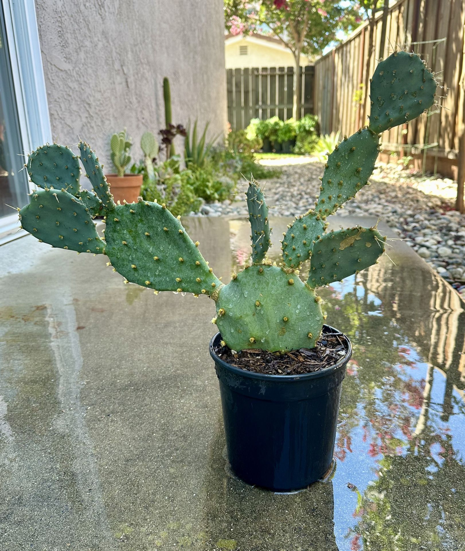 Opuntia-Prickly Pear Cactus