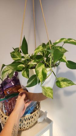 Variegated Pothos (NOID)