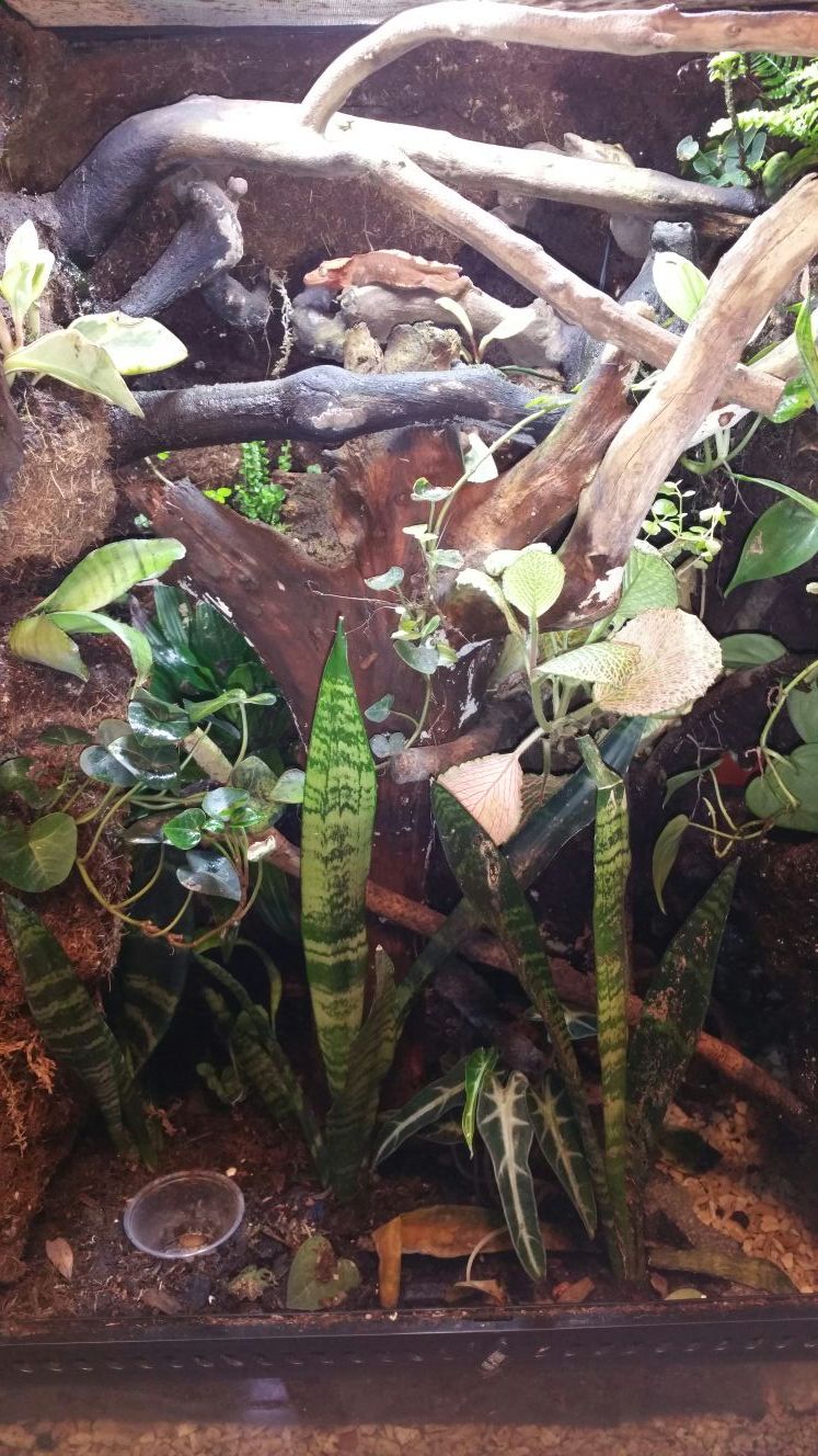 24x18x36 exo terra reptile terrarium