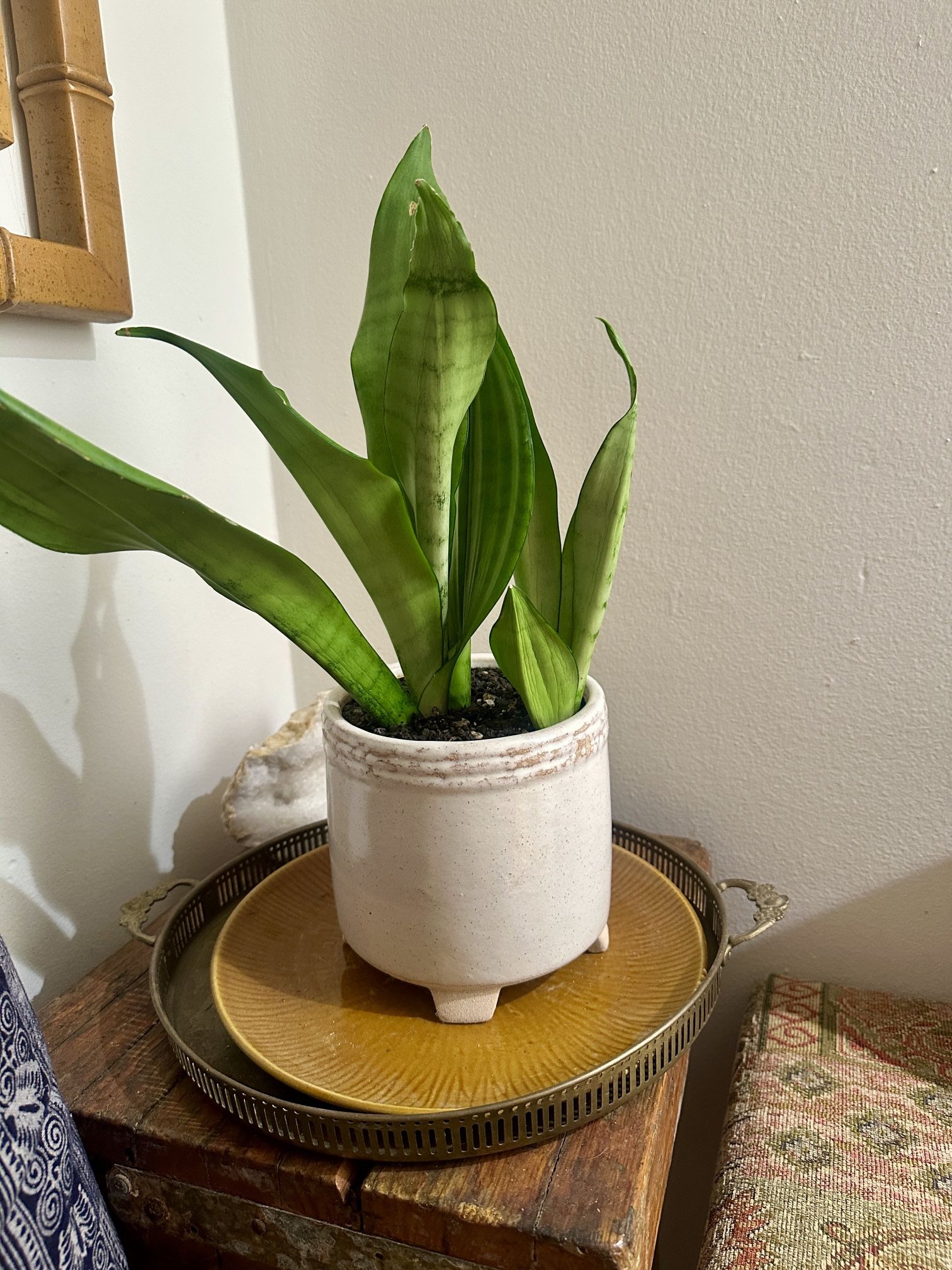 Sale: Healthy Snake Plant in Footed Ceramic Planter Pot